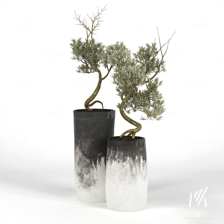 Olive_Tree_III